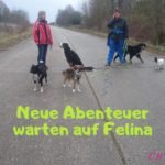 Felinas neue Abenteuer Felina neue Abenteuer